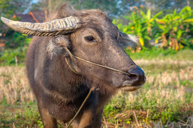 Rural Cambodia Cycling Tour: Pedal Through the Heart of Khmer Countryside